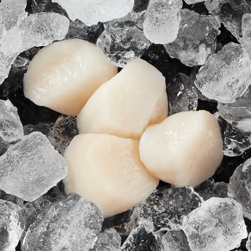 NakedScallopsonIce_a9a9354c-15a8-4674-8f9f-6022fb7311d2_1200x