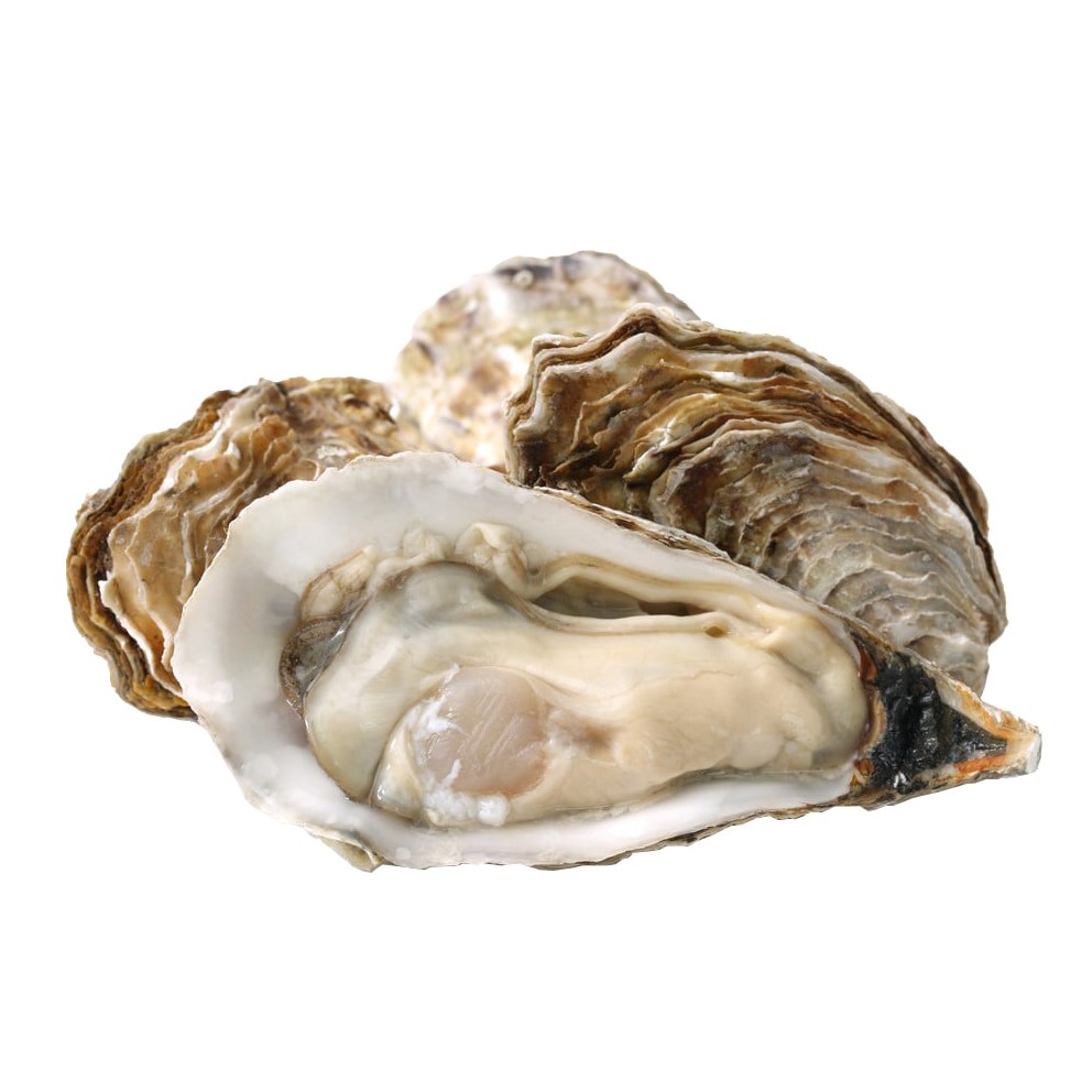 Poesie oyster Mauger 1340431-1527601910