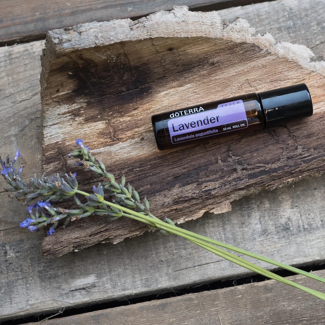 doterra oil lavender TouchSS-617-190392