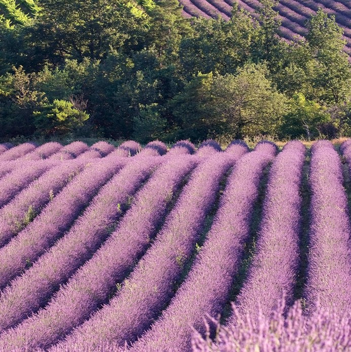 doterra oil lavender-sourcing-1050×693-eu