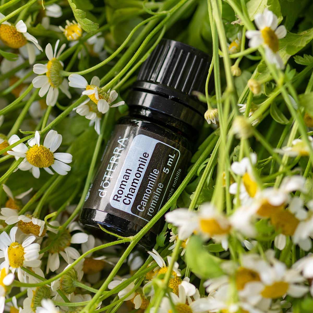 doterra oil roman chamomile-essential-oil-used-for