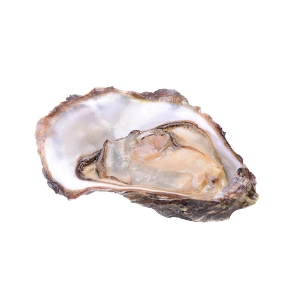 Austeres oyster la jolie 70593