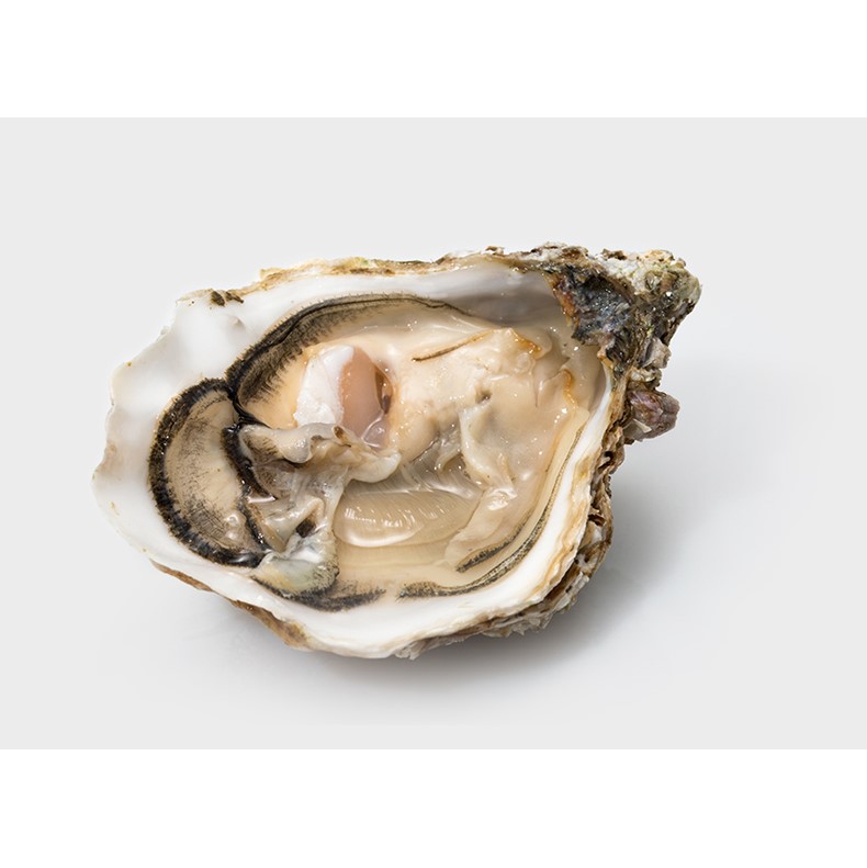 Live-French-Speciales-Gaey-Oysters
