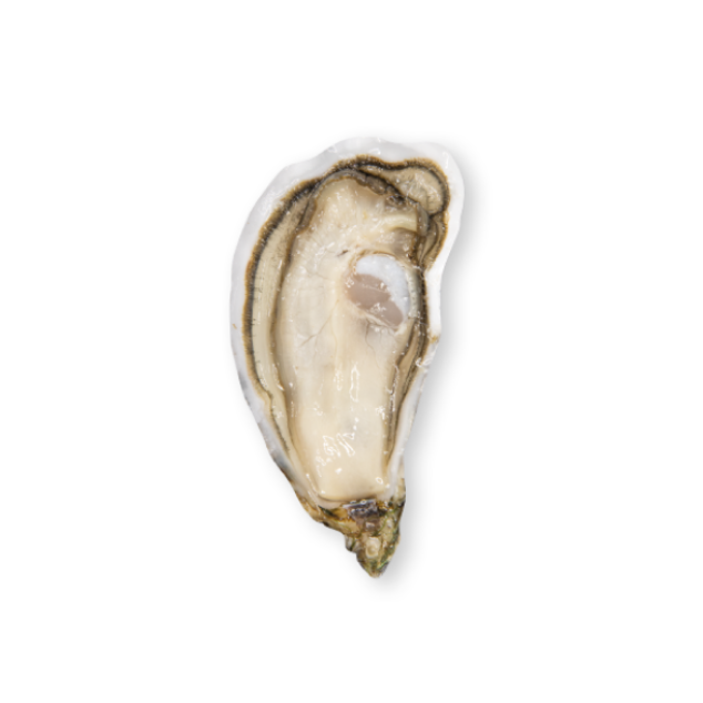 huitres-Geay-marennes-oleron-ultime